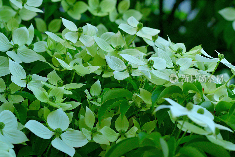 山茱萸/日本山茱萸:美丽的开花植物